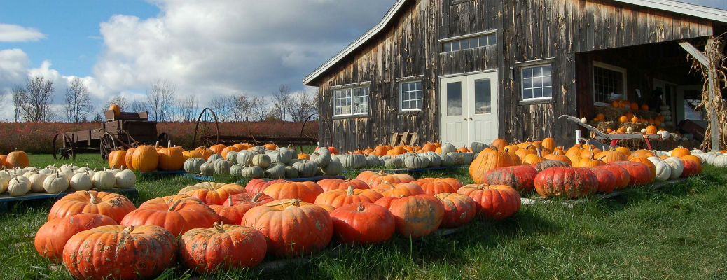 Field of pumpkins in front of barn